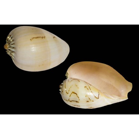 Conchiglia Melo Diadema