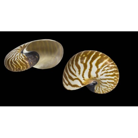 Conchiglia Nautilus naturale piccolo