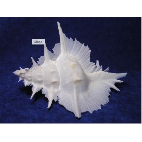 Conchiglia Murex Alabaster