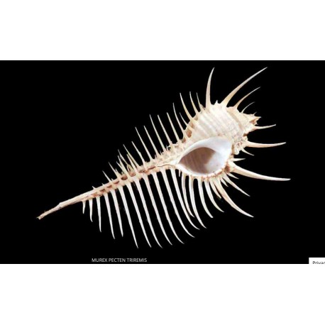 Conchiglia Murex Pecten Triremis